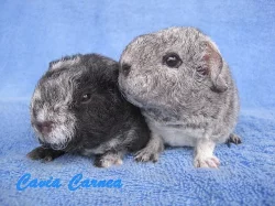 morčátka US teddy na mazlení nebo do chovu